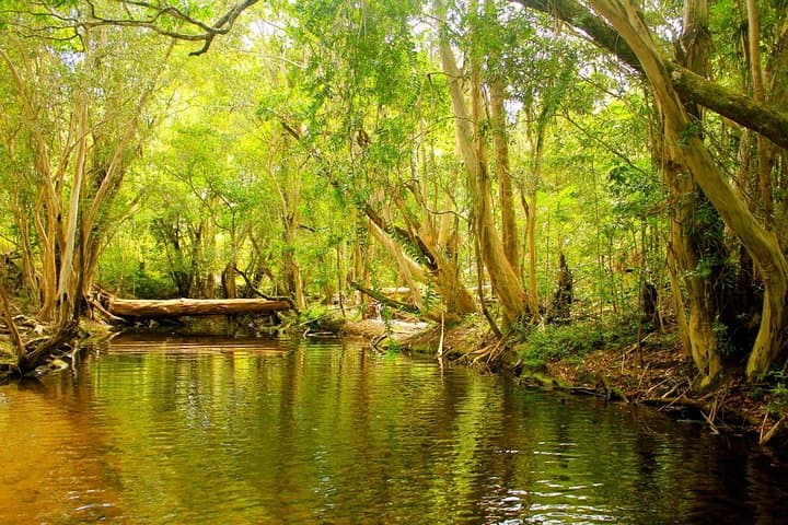 Private Half-Day World Heritage Rainforest & Barron Falls Tour from Cairns