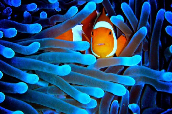 5-Day Cairns Adventure: Great Barrier Reef, Daintree & Kuranda