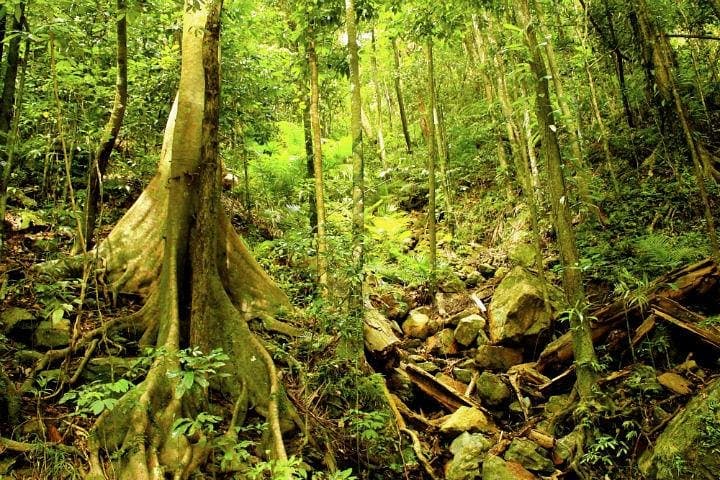 Half-Day 4WD to Barron Gorge & Kuranda Rainforest Waterfalls from Cairns photo 5