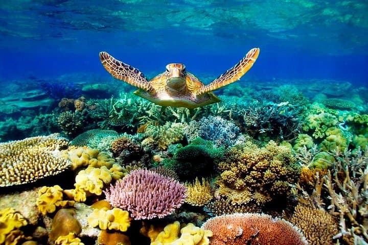 3-Day Cairns Combo: Great Barrier Reef, Daintree & Kuranda Scenic Highlights