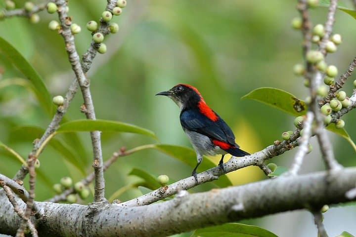Langkawi Birdwatching: Afternoon Tour to Pond, Paddy Fields & Gunung Raya photo 2