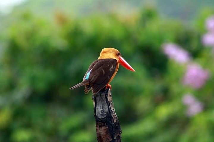 Langkawi Birdwatching: Afternoon Tour to Pond, Paddy Fields & Gunung Raya