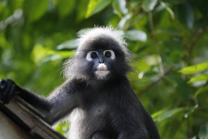 Langkawi Rainforest Afterdark: Night Wildlife Drive & Gunung Raya Walk