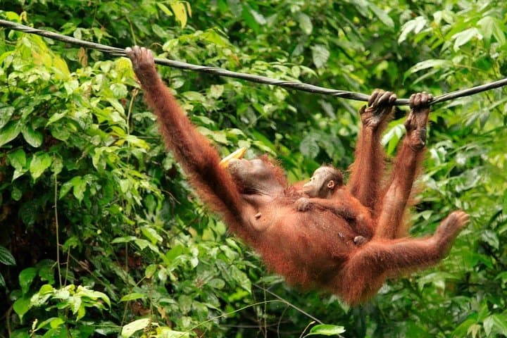 Sepilok Orangutan Rehabilitation and Sandakan City Day Tour from Kota Kinabalu photo 5