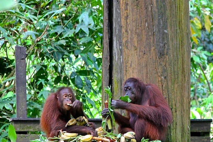Full-Day Sepilok Orangutan & Sun Bear Tour from Kota Kinabalu — Wildlife Rescue Experience photo 5