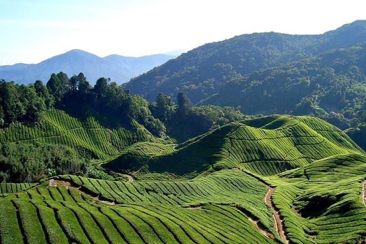 Cameron Highlands Countryside Tour: BOH Tea, Strawberry Farms & Mossy Forest photo 2