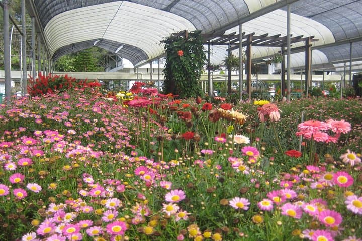 Cameron Highlands Countryside Tour: BOH Tea, Strawberry Farms & Mossy Forest photo 3