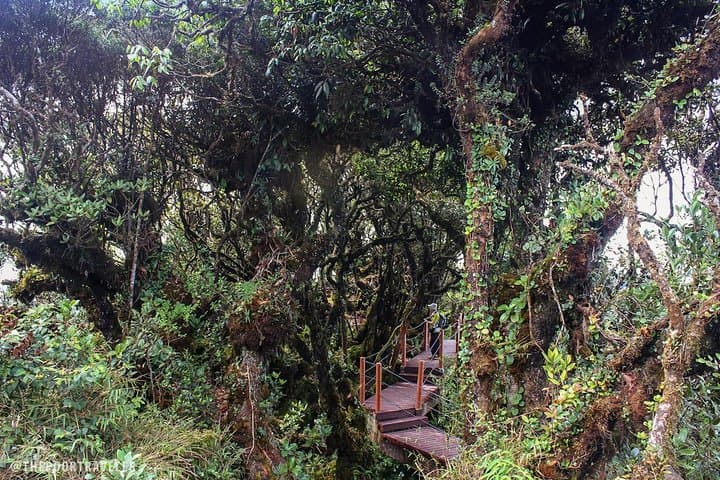 Exploring Cameron Highlands Mossy Forest: A Mist-Shrouded Boardwalk Adventure photo 2