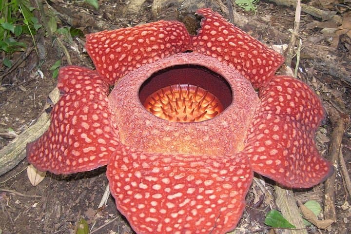 Cameron Highlands Rafflesia Explorer: Full-Day 4x4 Trek & BOH Tea Plantation photo 2