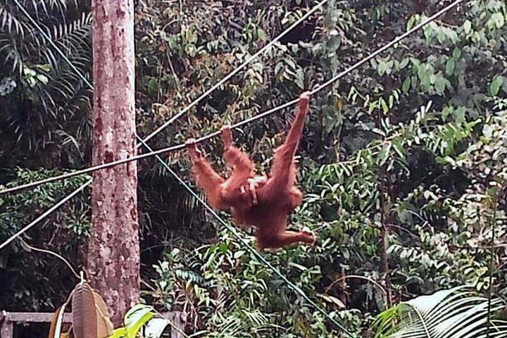 Semenggoh Orangutan Experience: Half-Day Feeding Tour from Kuching photo 5