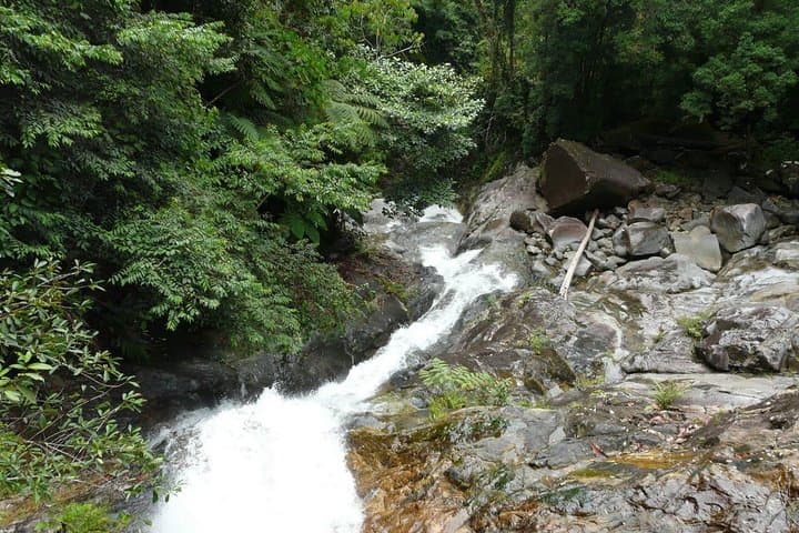 Hunt the Rafflesia: Gunung Gading Day Trip from Kuching photo 3