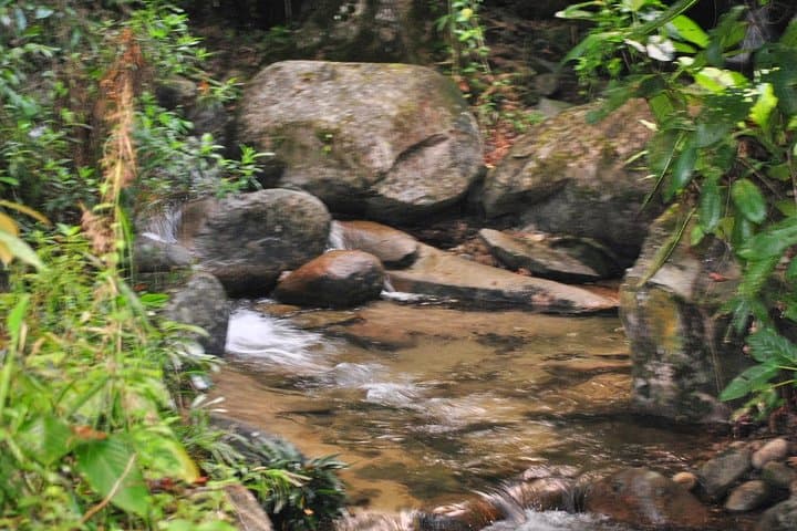 Hunt the Rafflesia: Gunung Gading Day Trip from Kuching photo 4