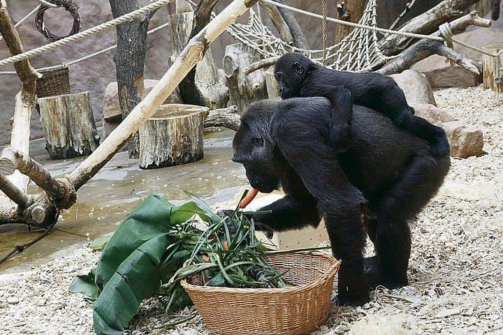Prague Zoo Admission with Round-Trip Transfer — Easy Access to One of Europe's Top Zoos photo 4