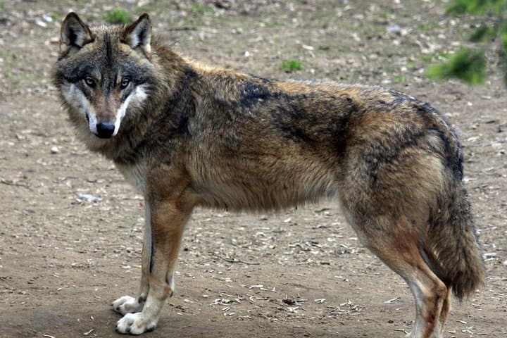 Prague Zoo Admission with Round-Trip Transfer — Easy Access to One of Europe's Top Zoos photo 5
