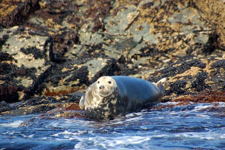 Connemara and Inishturk: Private Full-Day Wildlife Cruise from Cleggan photo 1