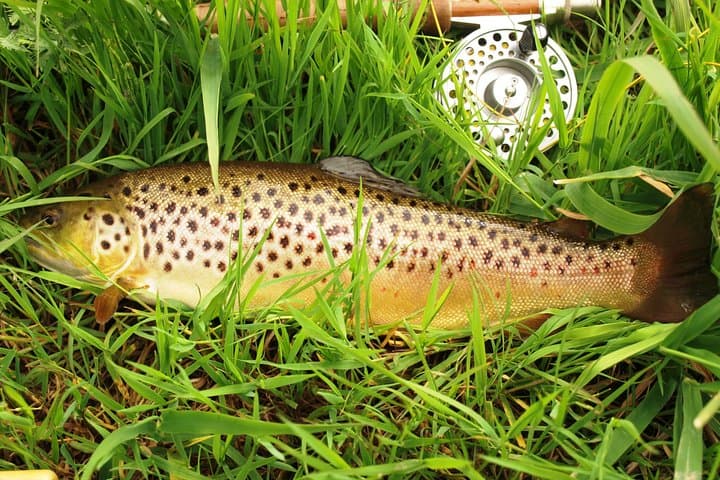 Fly Fishing Wild Brown Trout on Lough Corrib — Private Ghillie Day Trip from Galway photo 2