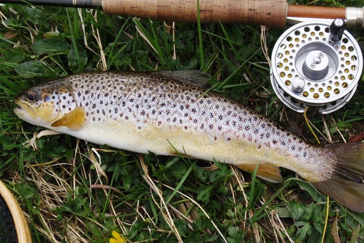 Wild Brown Trout Fly Fishing on Lough Corrib: Guided Full-Day from Galway