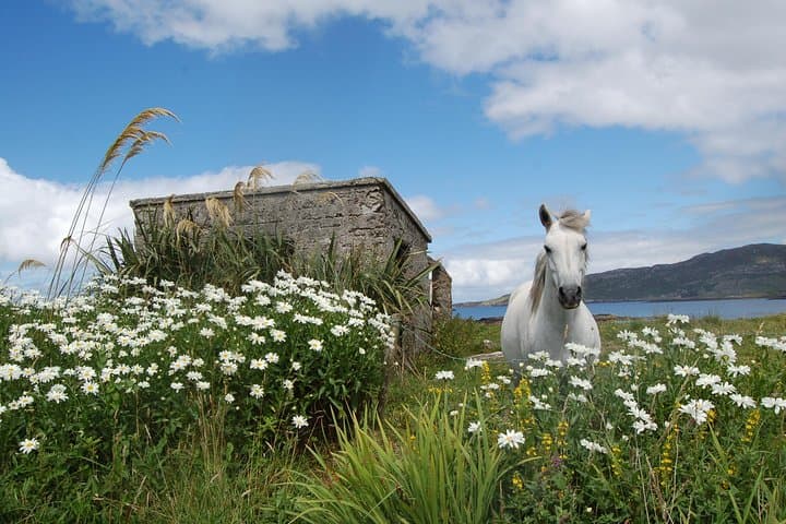 Connemara Day Trip: Kylemore Abbey & Wild Atlantic Way from Galway photo 2