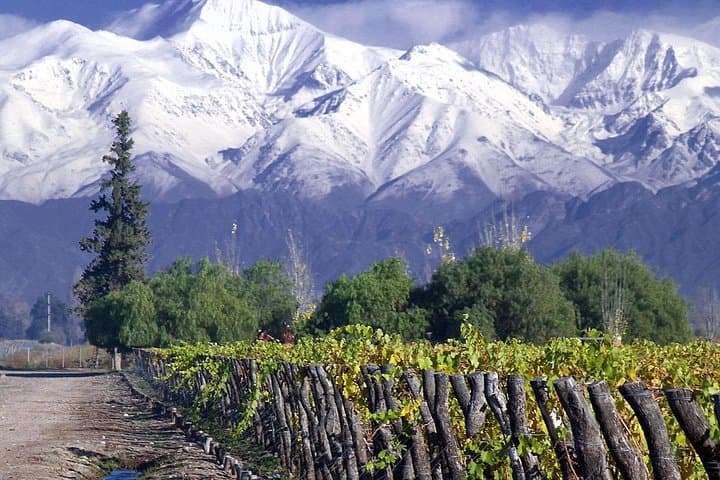 Half-Day Concha y Toro Winery Tour from Santiago — Maipo Alto Tasting & Gardens photo 2