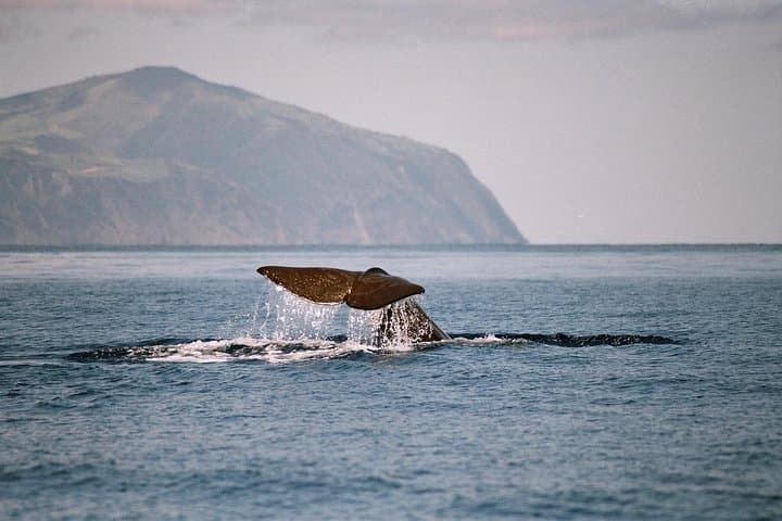 Azores Whale and Dolphin Watching Tour at Terceira Island — 2 to 3 Hour Marine Safari