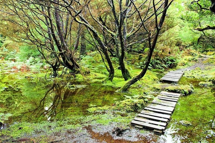 Mistérios Negros Full-Day Hike on Terceira Island — Lava Tubes, Forest Trails & Local Lunch