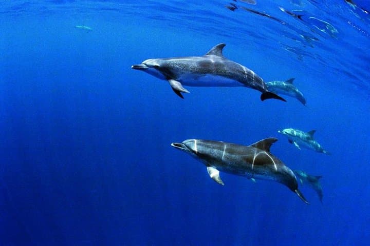 Swim with Dolphins on Terceira Island, Azores — Responsible Wild Encounters