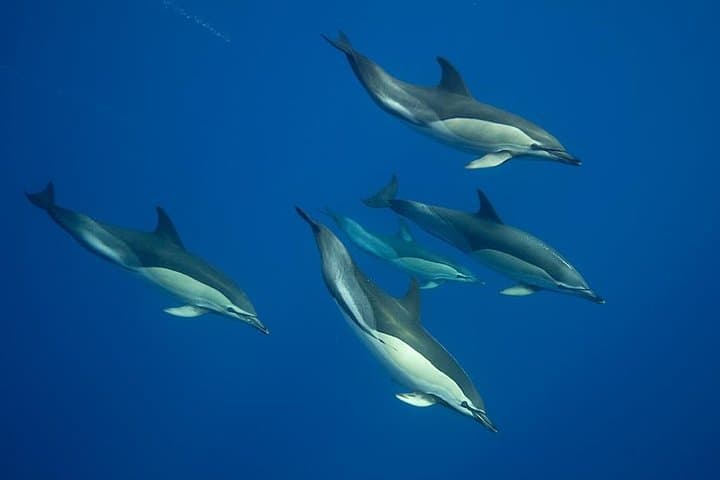 Swim with Wild Dolphins in the Azores: Biologist-Led Ethical Encounters