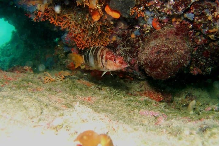Try Scuba Diving in Split — Beginner Introductory Dive Trip in Croatia photo 2