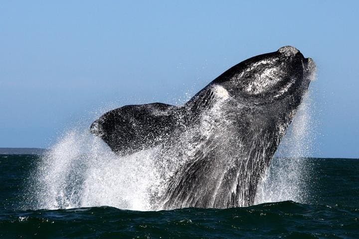2-Hour Whale Watching from Gansbaai: Southern Right Whales & Coastal Wildlife