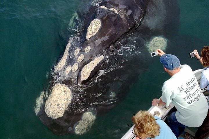 2-Hour Whale Watching from Gansbaai: Southern Right Whales & Coastal Wildlife photo 2
