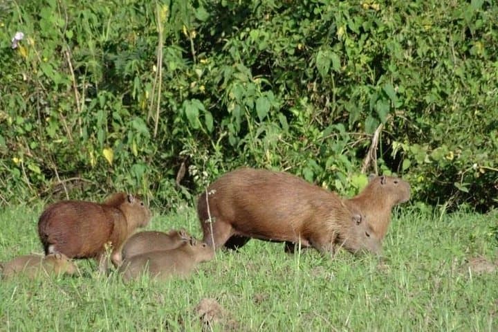 Bolivian Amazon Pampas: 5-Day Wildlife & River-Lodge Adventure from La Paz photo 2