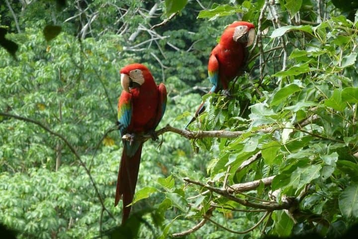 5-Day Madidi & Pampas Amazon Jungle Adventure from La Paz