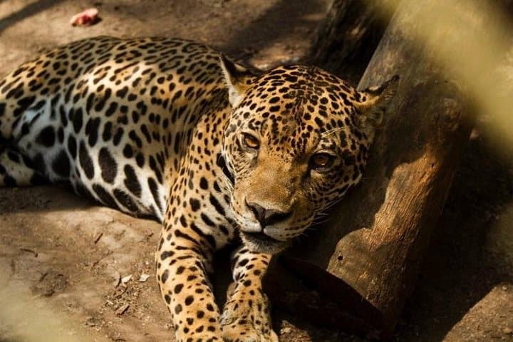 4-Day Amazon Eco-Lodge Tour from Puerto Maldonado — Tambopata Canopy Walk & Wildlife photo 3