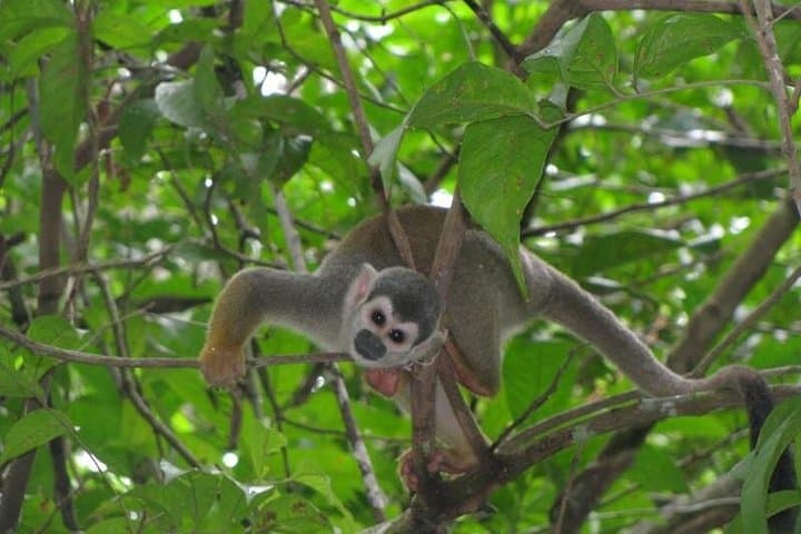 5-Day Cuyabeno Amazon Eco-Lodge Adventure — Canoes, Wildlife & Community Visits