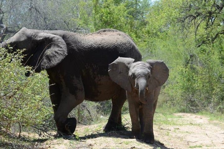 3-Day Kruger Safari from Johannesburg: Sunset Drives & Morning Game Watching