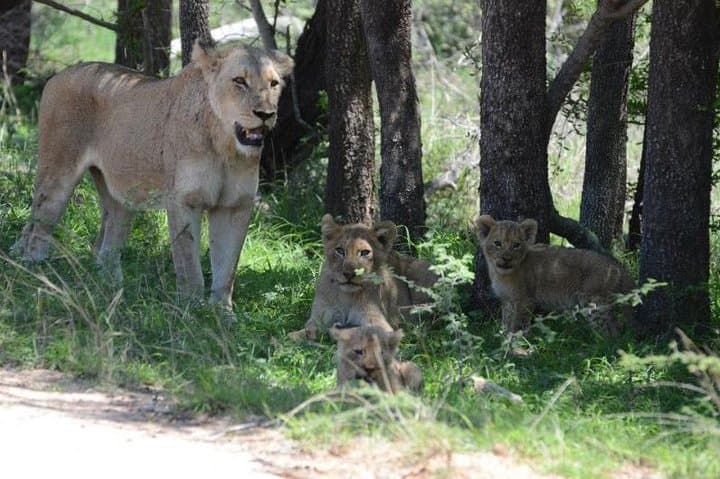4-Day Kruger National Park Safari: Skukuza Game Drives & Panorama Route photo 2