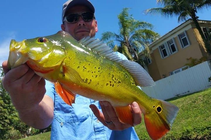 Peacock Bass Fishing Trip on the Lake Osborne Chain — West Palm Beach Guided Charter photo 4