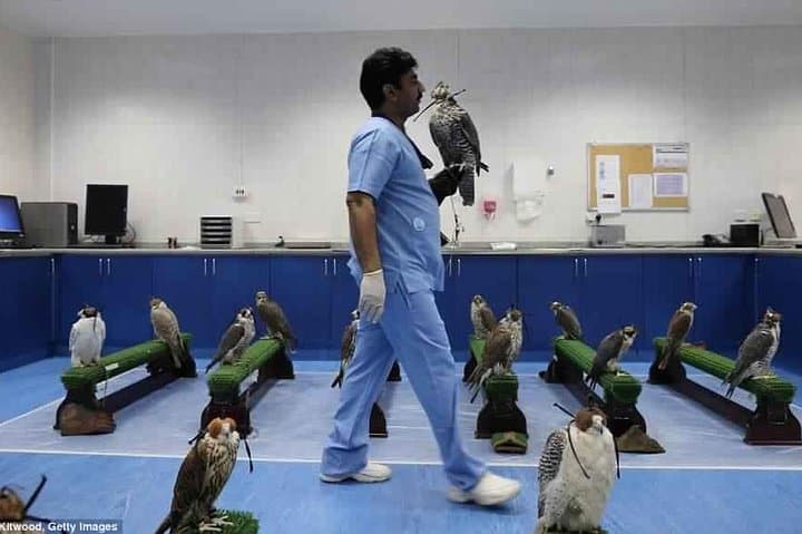 Inside Abu Dhabi Falcon Hospital: Educational Falcon Tour with Transfers