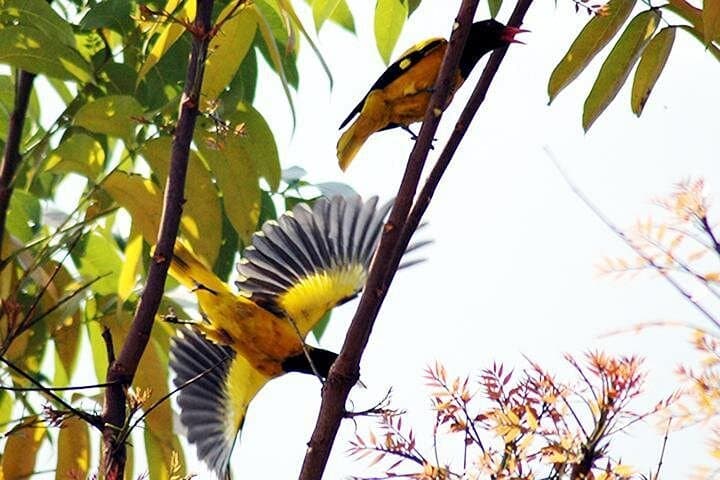 Ging River Birding Cruise: Sunset Mangroves & Migratory Birds in Galle
