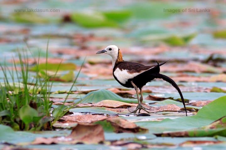 Ging River Birding Cruise: Sunset Mangroves & Migratory Birds in Galle photo 2
