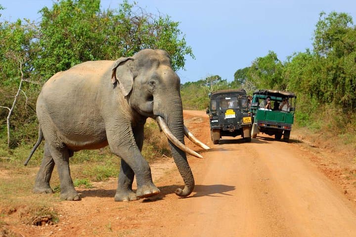 Galle to Ella via Udawalawe: Private Safari and Scenic Transfer photo 2
