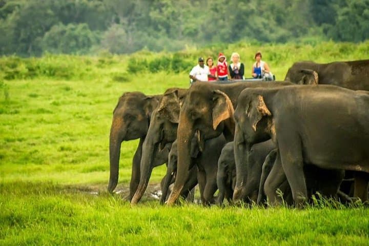 Udawalawe National Park Safari from Ella — Day Trip to See Wild Elephants photo 1
