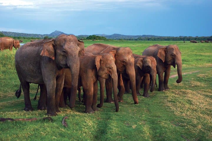 Udawalawe National Park Full-Day Safari from Galle, Mirissa & Ella photo 1