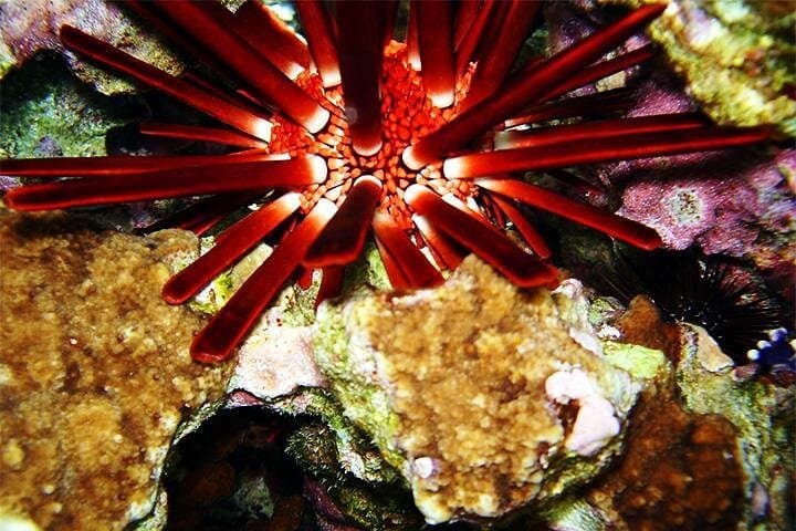 Dahab Canyon and Blue Hole Snorkeling Day Trip from Sharm el Sheikh photo 2