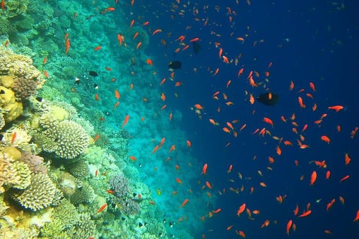 Blue Hole Dahab Full-Day Snorkeling Tour with Lunch photo 4