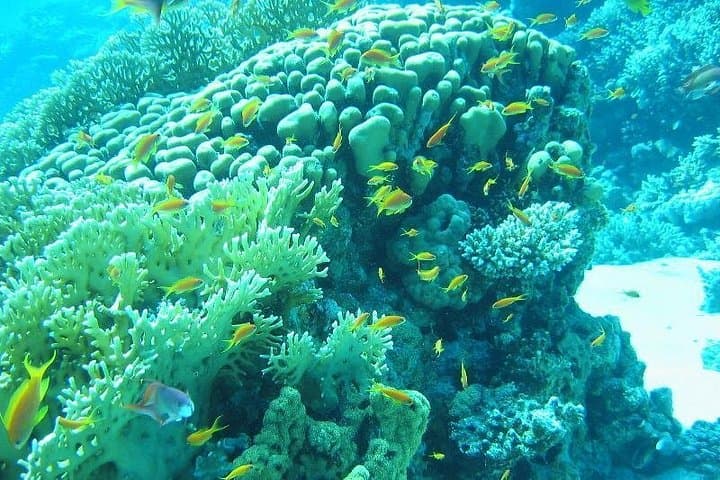 Dahab Glass-Bottom Boat: 90-Min Reef Cruise to Napoleon & Lagoon Reefs photo 3