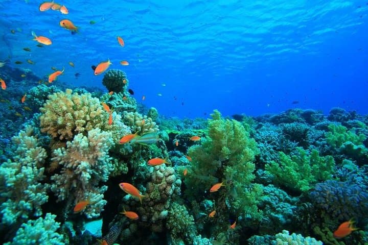Snorkel Dahab Canyon and Blue Hole: Full-Day Jeep Trip with Lunch photo 5