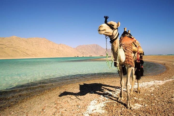 Sunset Camel Safari to Blue Lagoon & Wadi Bida — 1-Hour from Dahab