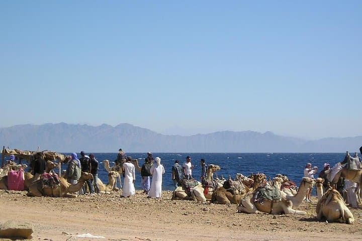 Sunset Camel Safari to Blue Lagoon & Wadi Bida — 1-Hour from Dahab photo 3
