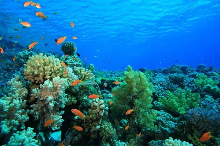 Three Pools Snorkeling from Dahab: Morning Snorkel at Egypt’s Coastal Pockets photo 2